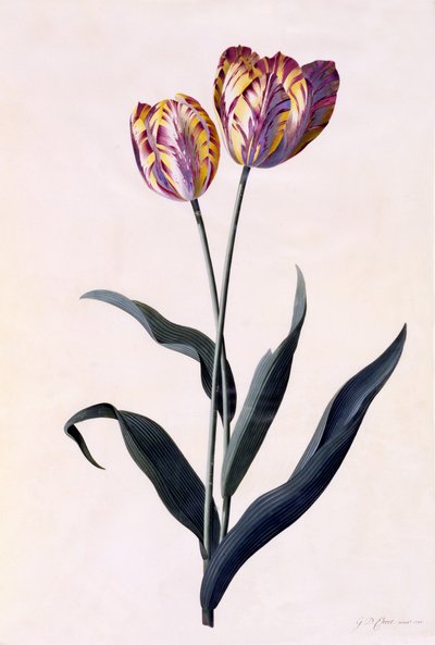 Tulpe, ca. 1744 von Georg Dionysius Ehret